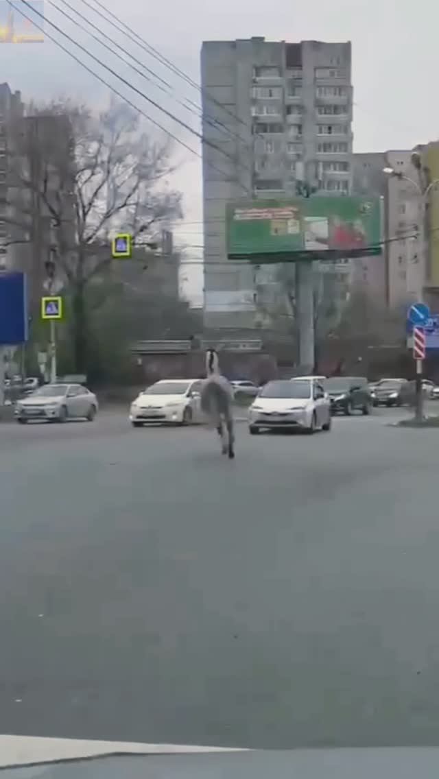 Конь "Орловский рысак" сбежал от хозяина и устроил ДТП🐴🚗