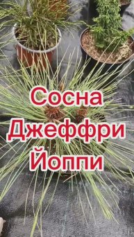 Сосна Джеффрея Йоппи
(Pinus jeffreyi Joppi)