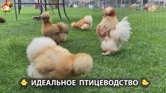 Идеальное птицеводство достойно восхищения 🐓🦆🦢🦚🦃🐔 эпизод (170)