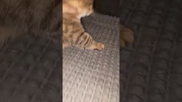 НЕ НАДО ОБИЖАТЬ КОТА.