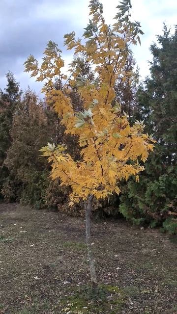 Молодое осеннее деревце
