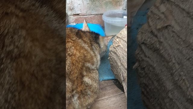 05-05-2025 котята