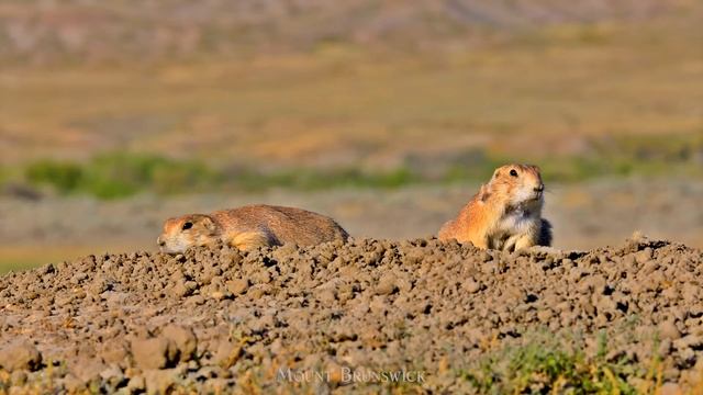 Канада 2 Невероятные сцены