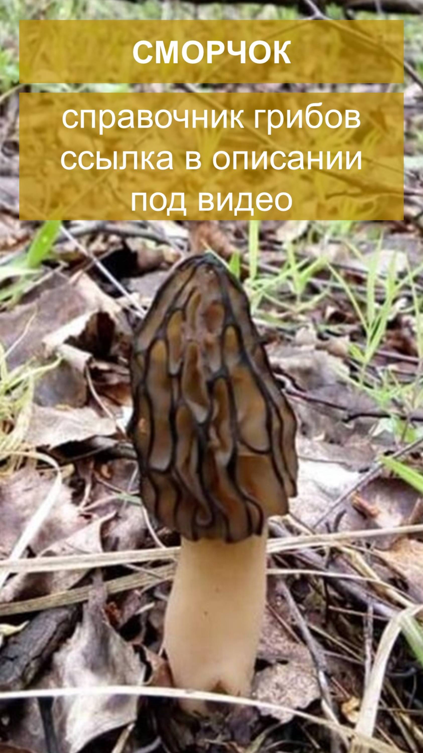 Сморчок - справочник грибов