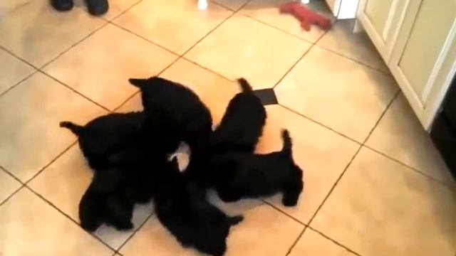Приколы - Коты Смотрите на канале