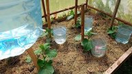💧 КАПЕЛЬНЫЙ ПОЛИВ ИЗ 5-ЛИТРОВЫХ БУТЫЛОК И УШНЫХ ПАЛОЧЕК – Работает без насоса и электричества!