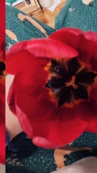 Я и тюльпан 🙂