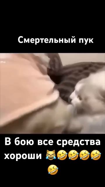 #собака #собаки #прикол #приколы #смешное #смешноевидео #смешные #смешныевидео #хаха #настроение #мы