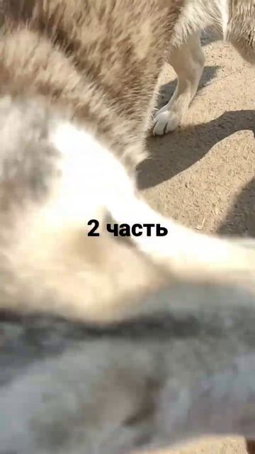 От клещей симпарика 🐕 #husky #собаки