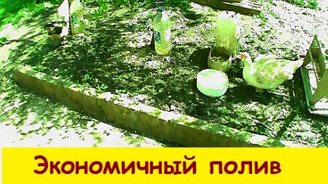 Экономичный  полив вишни