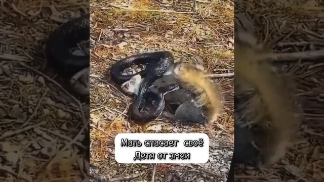 Мать спасает своё Детя от змеи 🐍