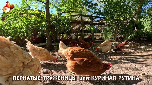 Куры несушки свободного выгула и их обычная куриная рутина – эпизод (243)