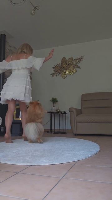 Танцы с Померанским шпицем 🥰😉# shorts