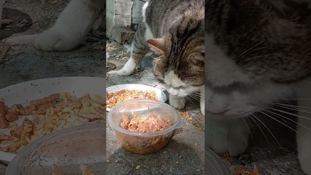 04.05.25. ... корм для кошек, живущих в подвале дома