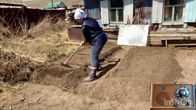 Сею лук севок с новостями и песнями