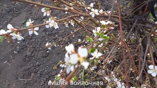 Что цветёт в начале мая у нас в Кузбассе
