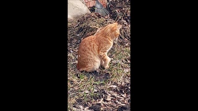 Кот. Фокс