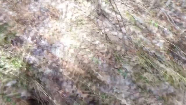 Очередной поход! В поисках живности!