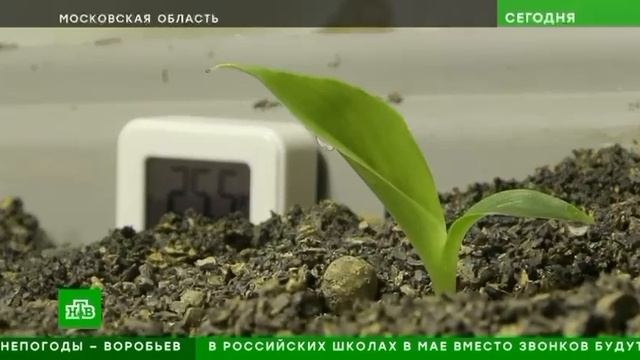 В России полностью отработали технологию банановодства