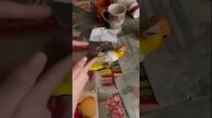 Весёлые попуги 🦜