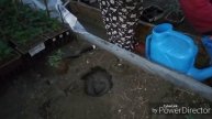 Огородные дела / Федя скалолаз.