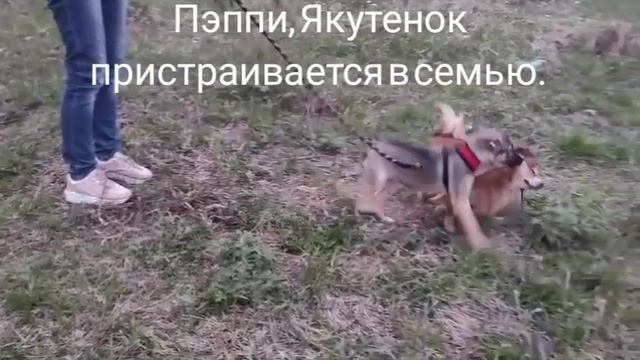 05-05-2025 Пэппи Якутенок