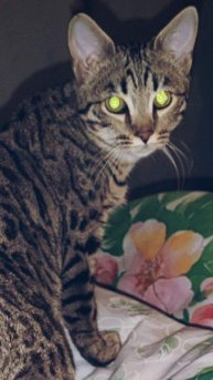 Как я заботилась о котёнке.