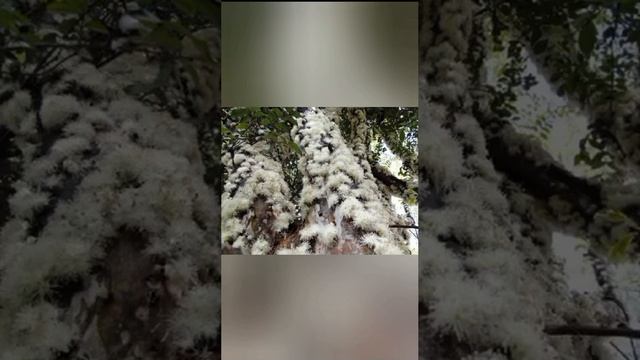 IMG_20250505_070909_321.mp4