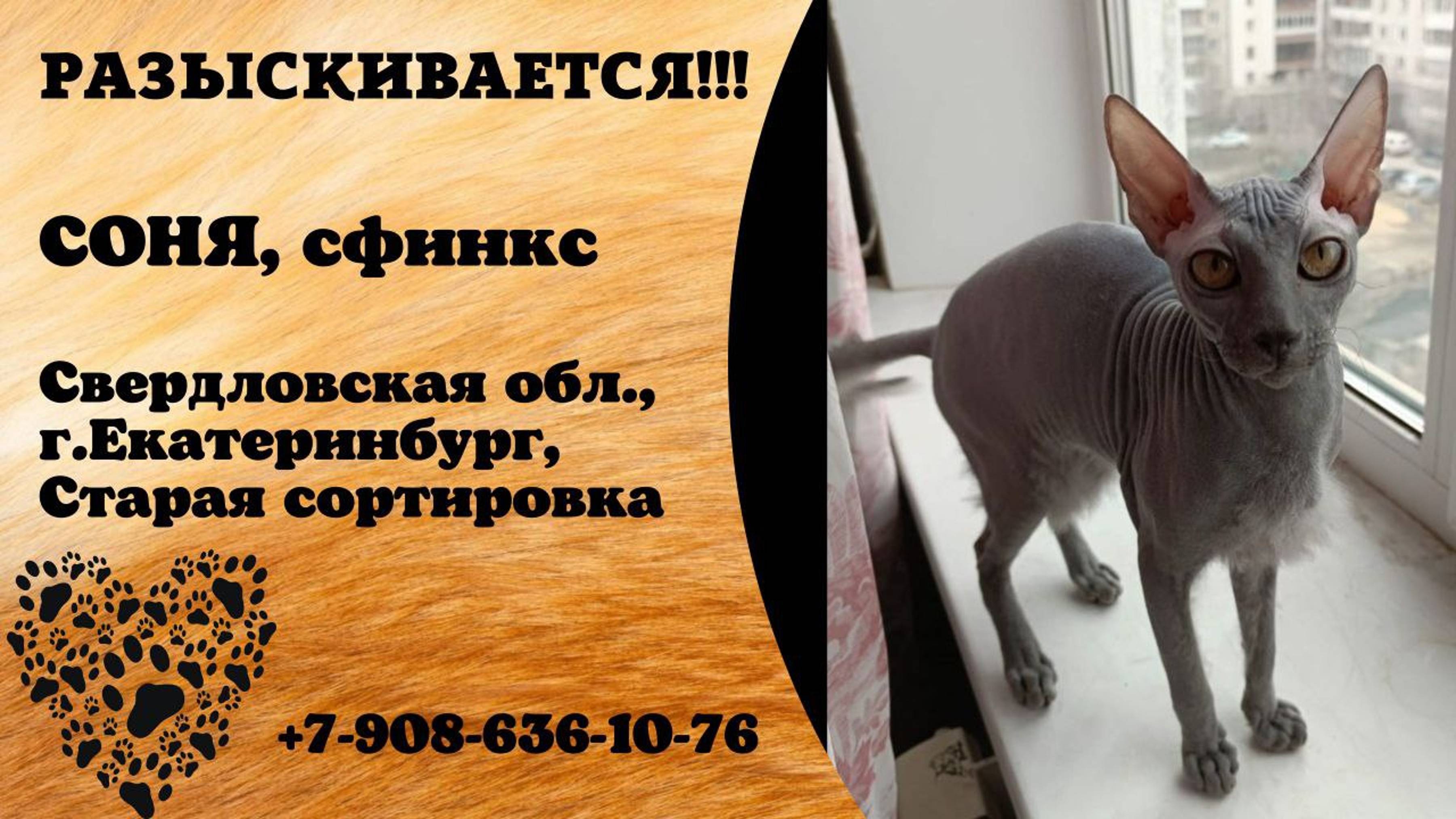 Пропала кошка!СОНЯ. Сфинкс. Свердловская обл, г.Екатеринбург