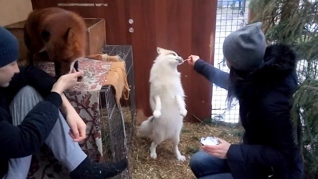 Плохая погода не повод для скуки. Встречаем гостей .