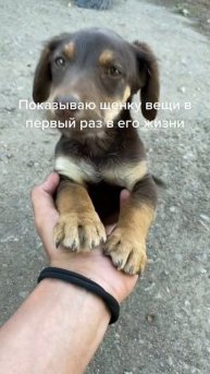 Щенок познает мир