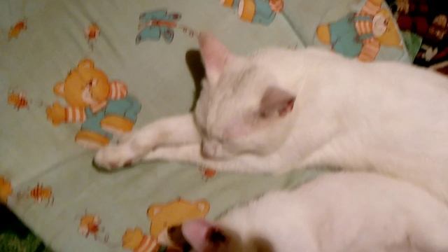 Папа Кот спит со своими отпрысками
