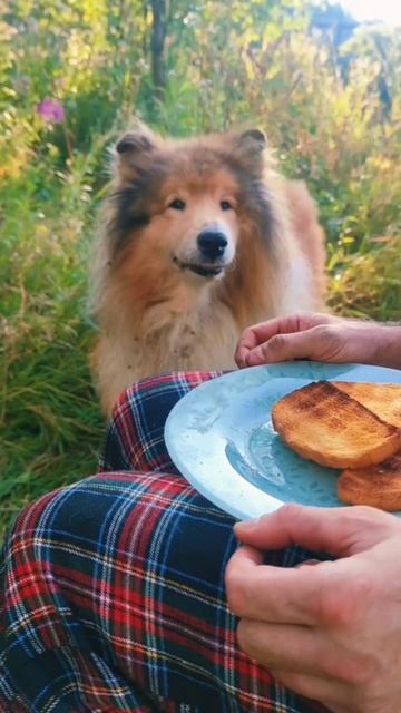 Рич просит сухарик