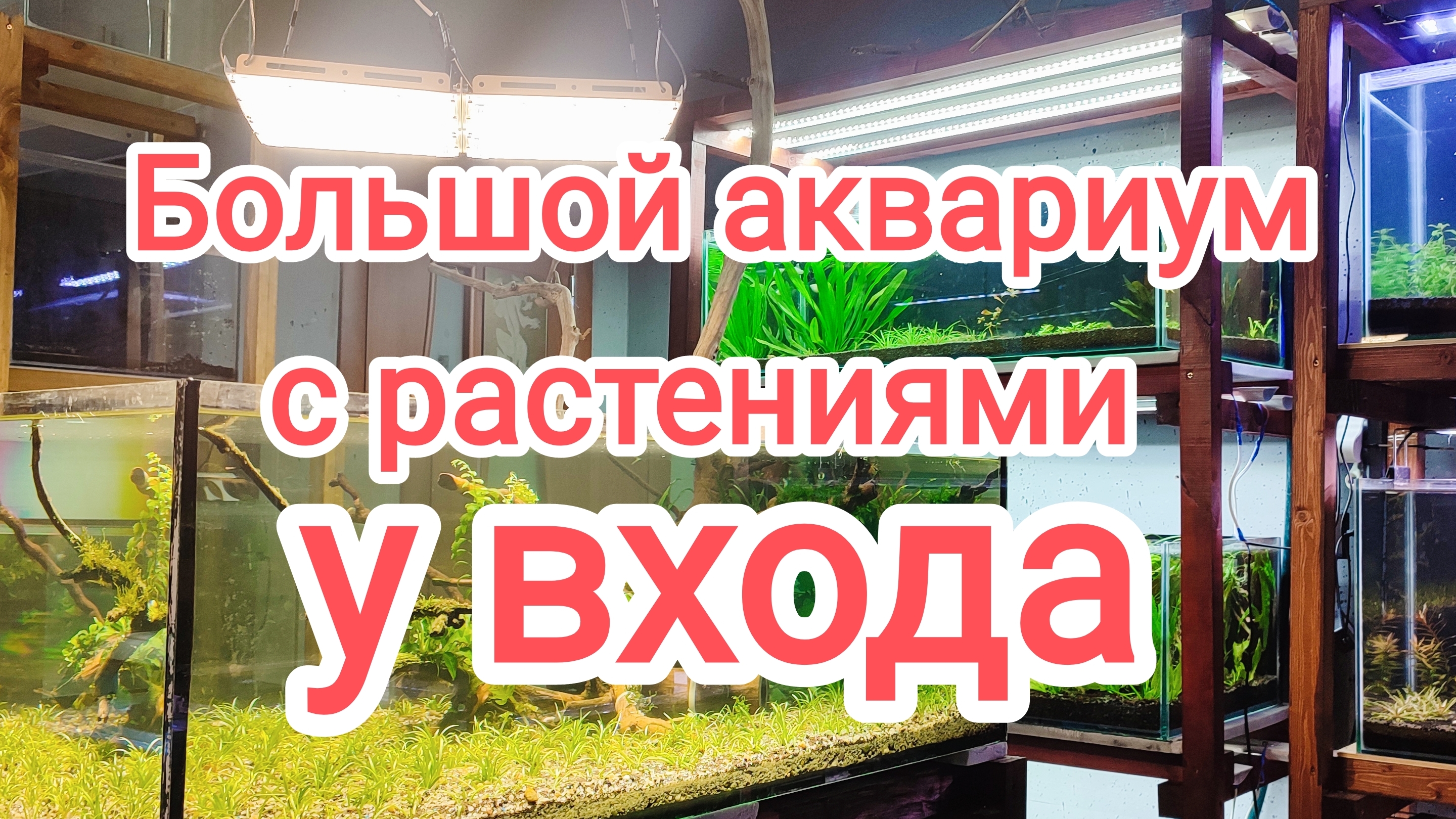 Запускаю аквариум с большой корягой у входа