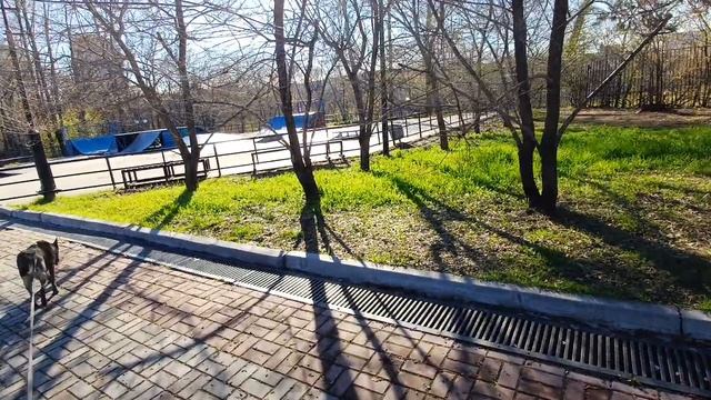 Зацвела груша 🍐, спортивные площадки парк Динамо