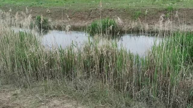 Маленькая красивая речка Джемуха на КМВ