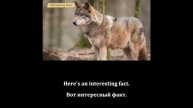 Repeat after the speaker_Wolves for Kids