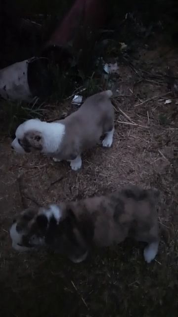 1000016968.mp4