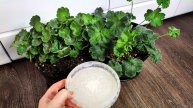 Лучшая бесплатная подкормка для герани, подкорми так в мае и все лето будет ярко цвести
