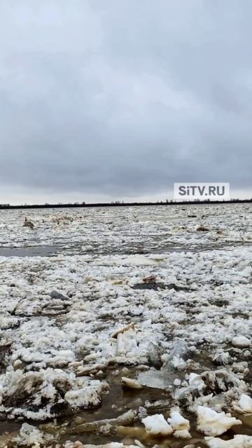 Смотрите, как могучая Обь сбрасывает зимние оковы! Захватывающее зрелище😍А Вы уже видели ледоход?