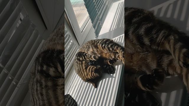 VID_20240622_153850.mp4
