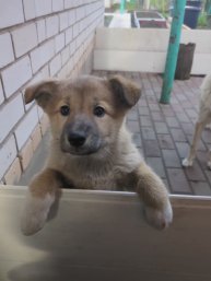 Щенка в добрые руки