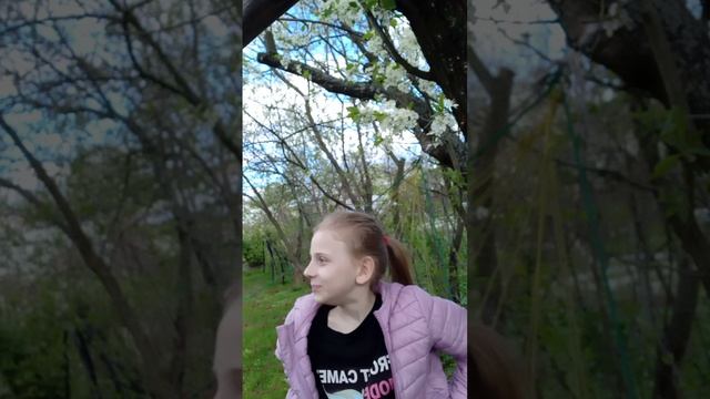 Слива цветёт и пахнет. старательно борется с черемухой #природа #погода #shots #2025 #цветы #весна