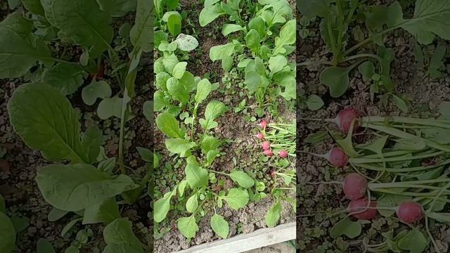 Сажаю 🍅 🍅  с крапивой и банановой кожурой))