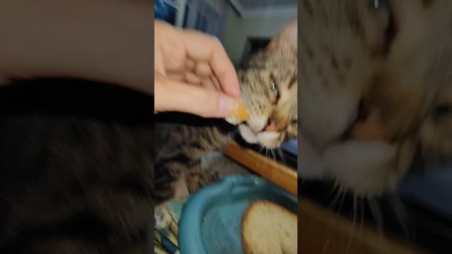 Ужин поздний