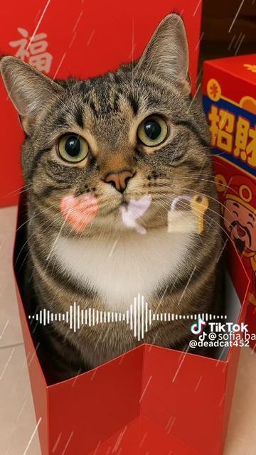 Выпуск 7 [22.04.2025 г.] #shorts [Tik Tok]