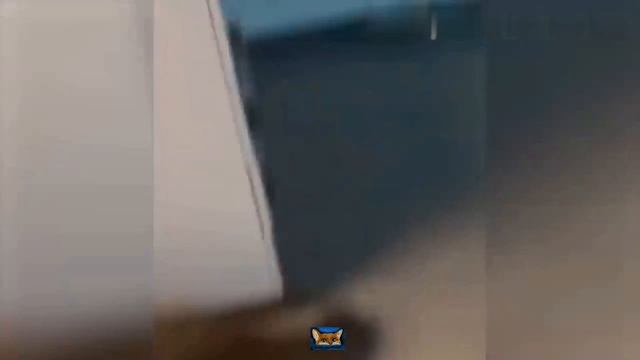 Приколы с котами с озвучкой! САМЫЕ СМЕШНЫЕ ЖИВОТНЫЕ! Тест на психику!