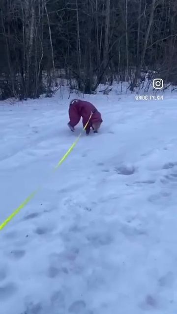 Тульпан на прогулке)