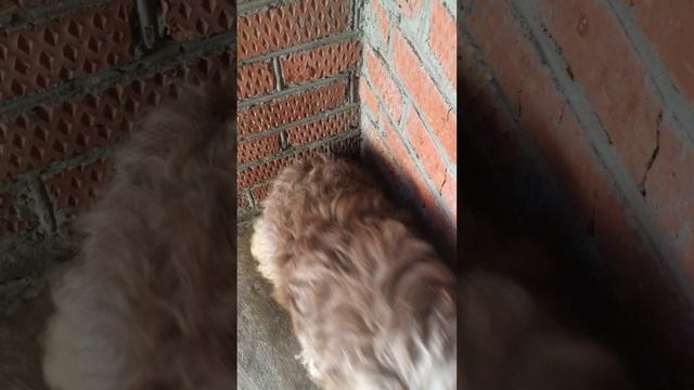 Мой пёс Барник