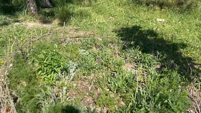 Жизнь Жительствует. Запорожье.05.05.25.